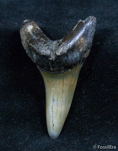 Fossil Isurus Desori Fossil Shark Tooth - Belgium #1415